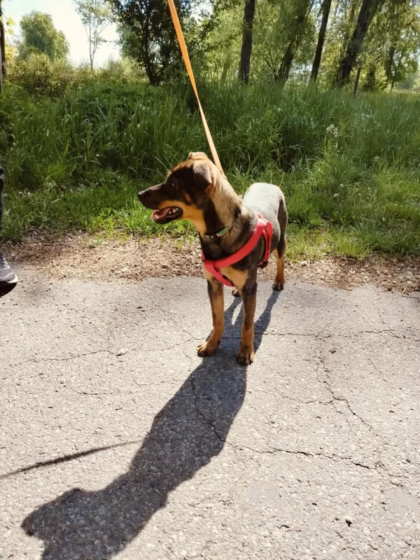 Pies do adopcji, Pawłowo, 21 maja 2025 (2/4)