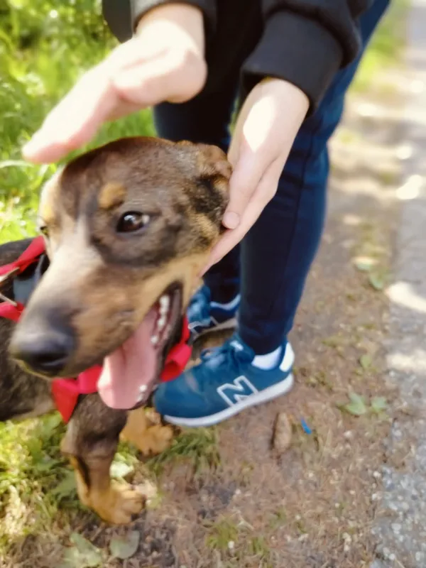 Pies do adopcji, Pawłowo, 21 maja 2025 (4/4)