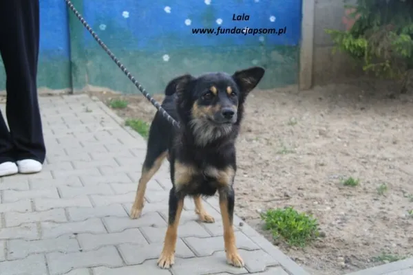 Pies do adopcji, Nowy Dwór Mazowiecki, 21 maja 2025 (1/5)