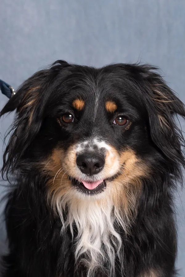 Pies do adopcji, Gdańsk, 8 listopada 2025