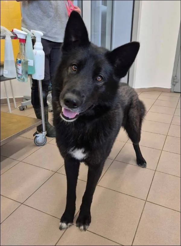 Znaleziono psa, Grudziądz, 21 maja 2025