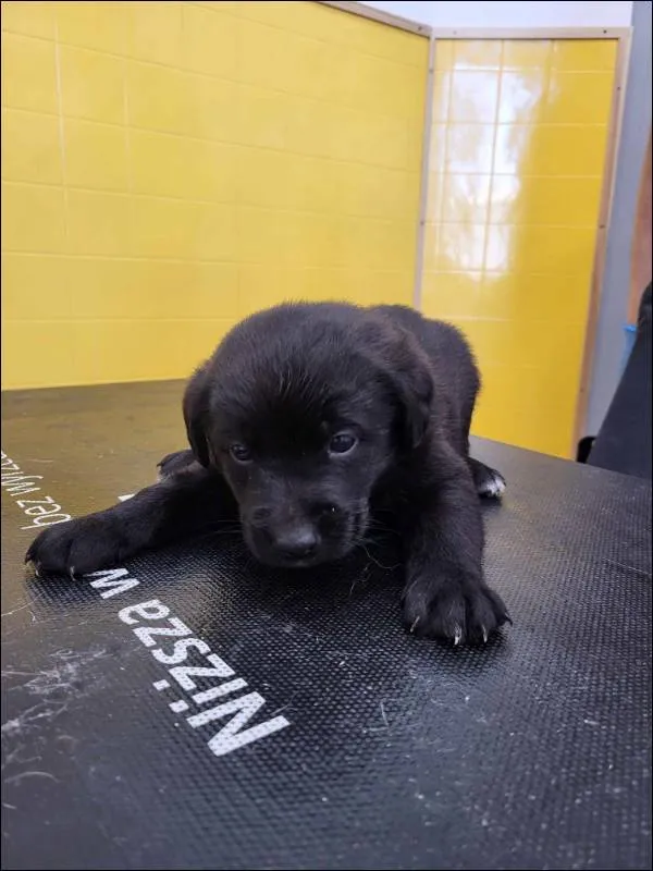 Znaleziono psa, Grudziądz, 21 maja 2025