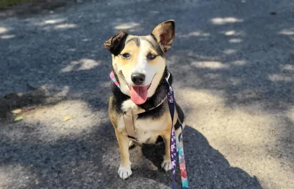 Pies do adopcji, Kraków, 7 maja 2025 (2/3)