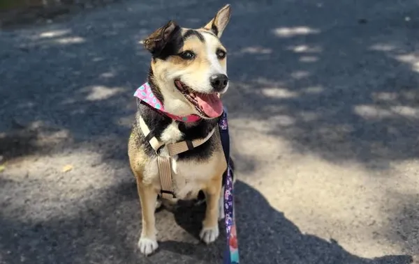 Pies do adopcji, Kraków, 7 maja 2025 (3/3)