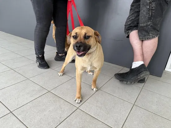 Pies do adopcji, Kraków, 7 maja 2025