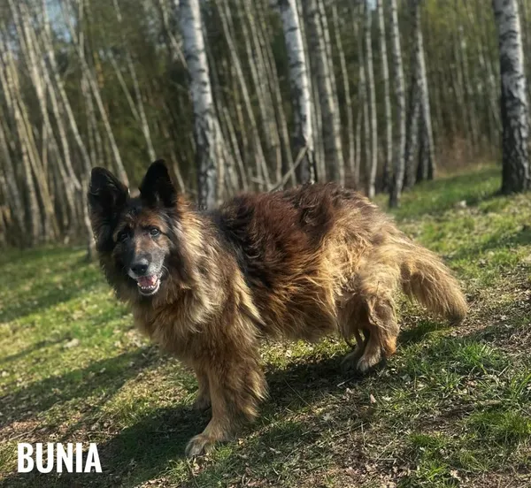 Pies do adopcji, Rytlów, 22 kwietnia 2026