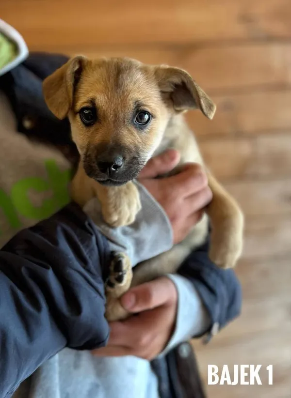 Pies do adopcji, Rytlów, 21 maja 2025 (5/5)