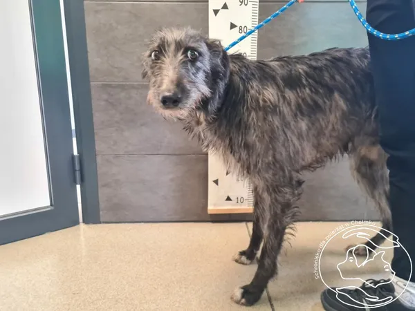 Znaleziono psa, Chełmek, 21 maja 2025