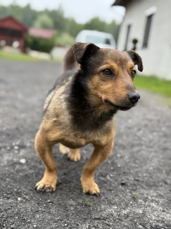 Pies do adopcji, Pieczyska, 22 maja 2025 (2/5)