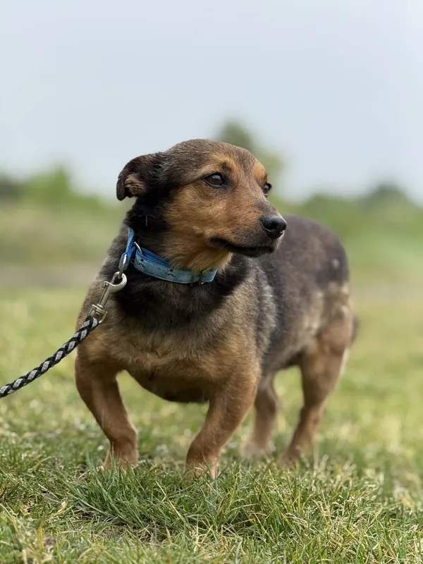 Pies do adopcji, Pieczyska, 22 maja 2025 (4/5)