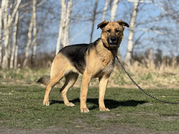 Pies do adopcji, Pieczyska, 22 maja 2025 (2/5)