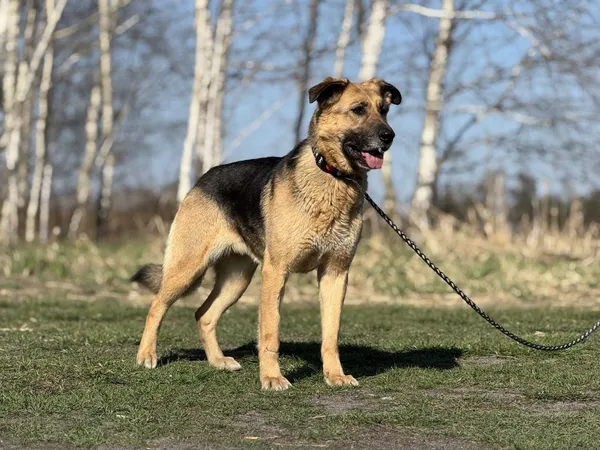 Pies do adopcji, Pieczyska, 22 maja 2025 (4/5)