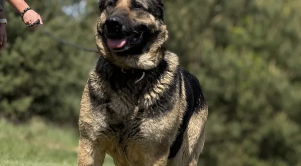 Pies do adopcji, Pieczyska, 21 maja 2025 (1/5)