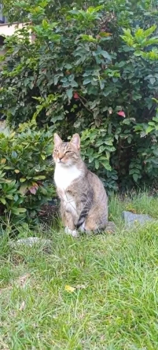 Zaginął kot, Poznań, Antoninek, 22 maja 2025 (1/2)