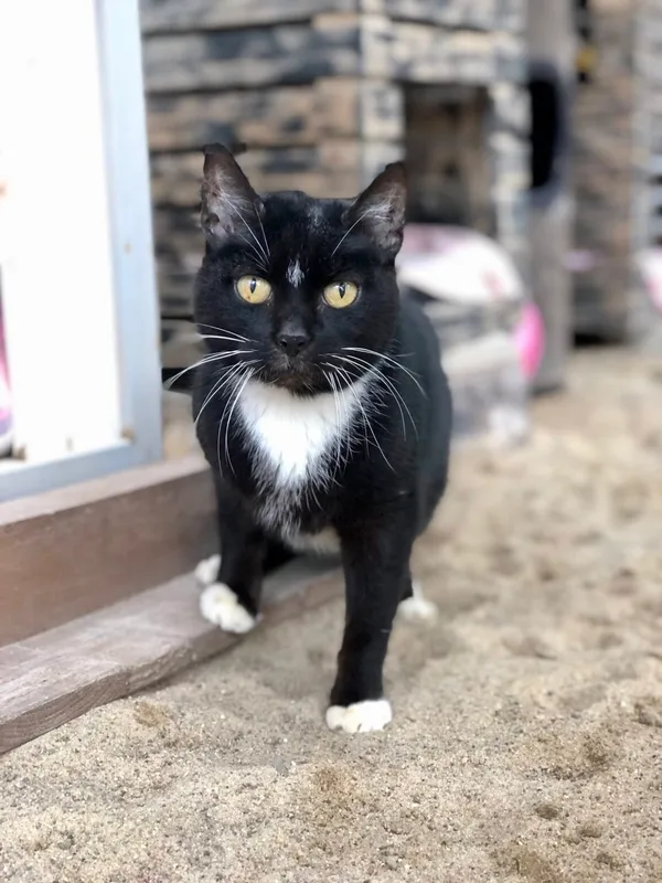 Kot do adopcji, Gdańsk, 22 maja 2025