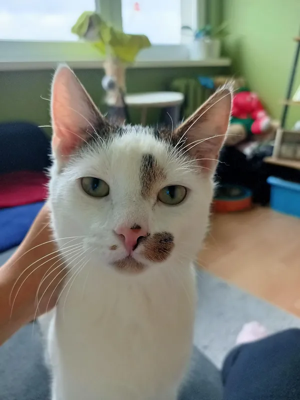 Zaginął kot, Wrocław, Karłowice, 22 maja 2025 (1/2)