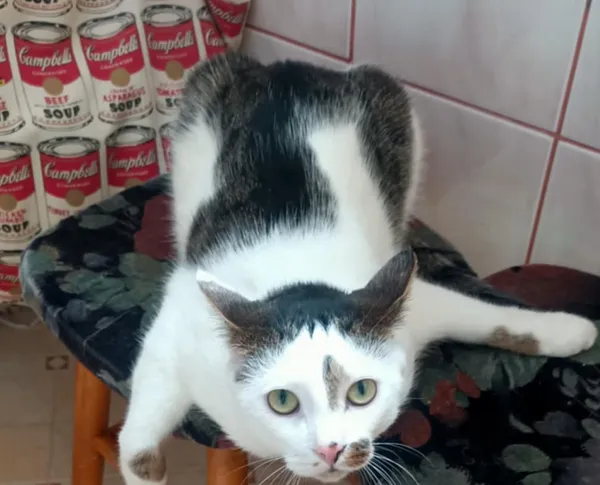 Zaginął kot, Wrocław, Karłowice, 22 maja 2025 (2/2)