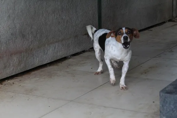 Pies do adopcji, Bełchatów, 23 kwietnia 2024 (3/4)