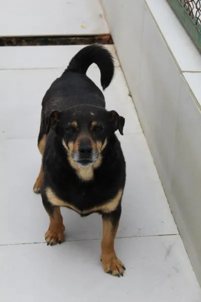 Pies do adopcji, Bełchatów, 13 grudnia 2019 (1/4)