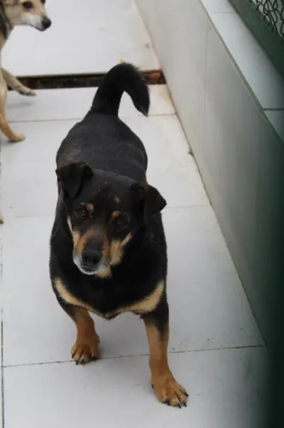 Pies do adopcji, Bełchatów, 13 grudnia 2019 (2/4)