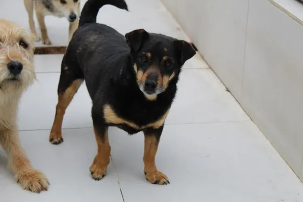 Pies do adopcji, Bełchatów, 13 grudnia 2019 (3/4)