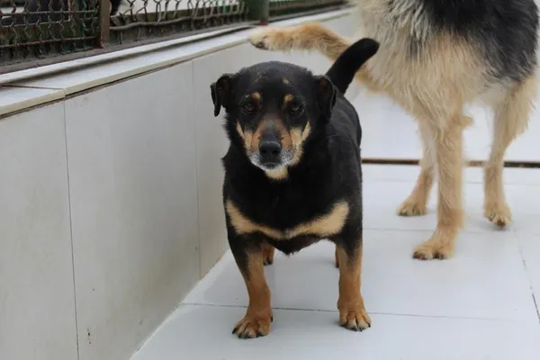 Pies do adopcji, Bełchatów, 13 grudnia 2019 (4/4)