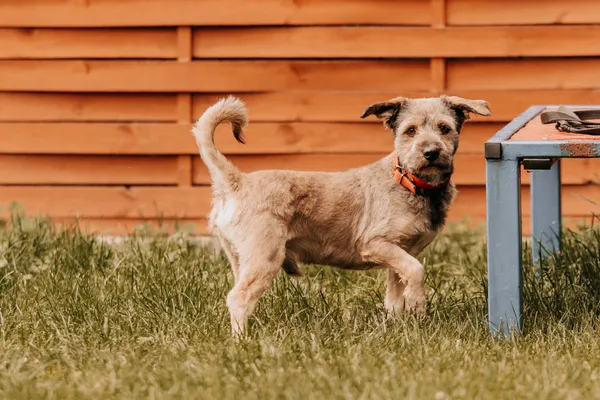 Pies do adopcji, Czartki, 22 maja 2025 (1/5)