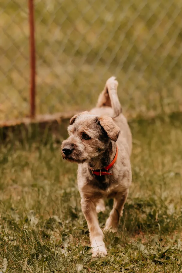 Pies do adopcji, Czartki, 22 maja 2025 (3/5)