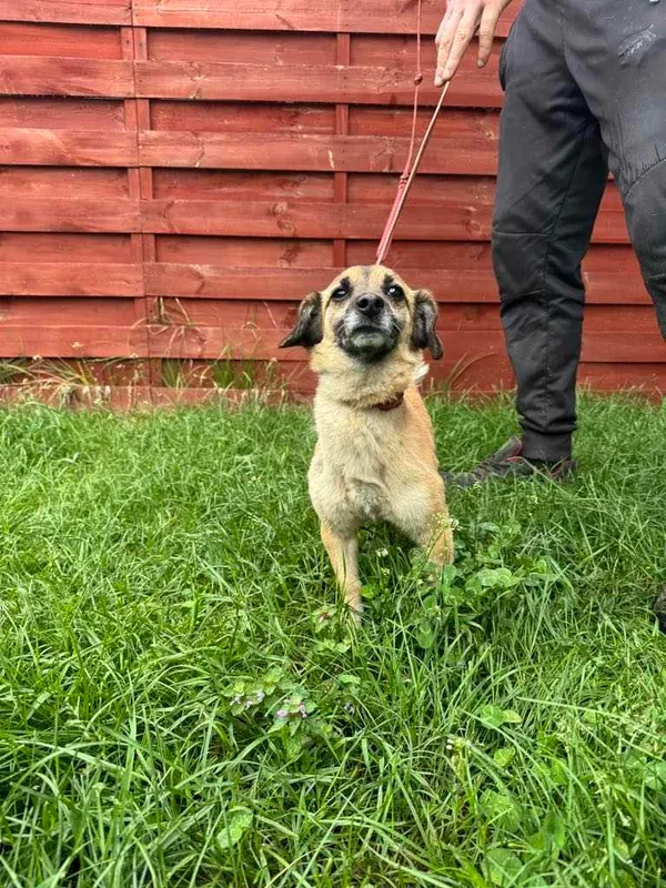 Znaleziono psa, Czartki, 22 maja 2025