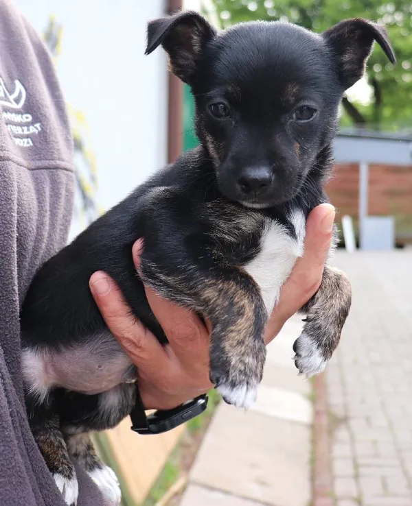 Znaleziono psa, Łódź, 22 maja 2025 (1/3)