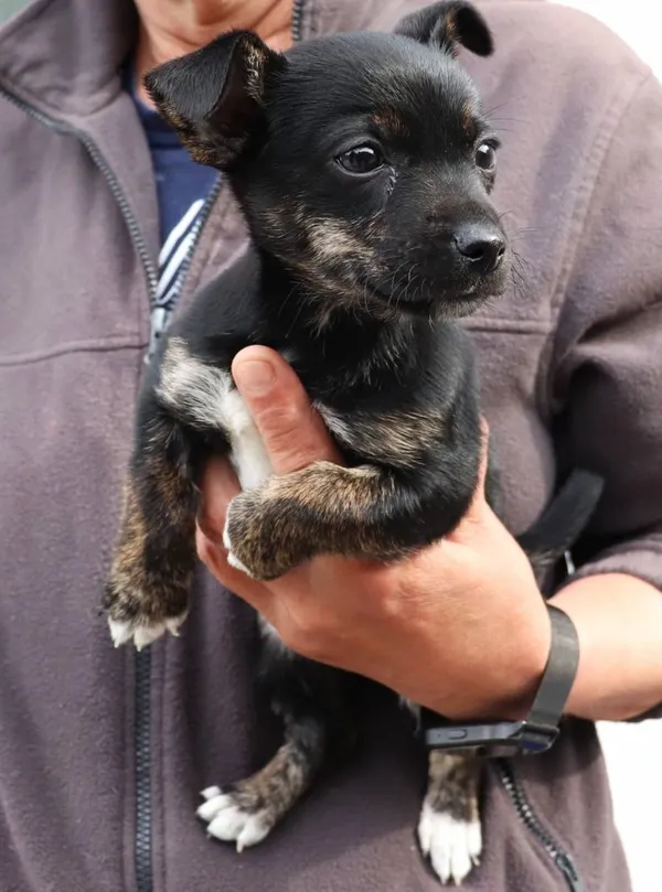 Znaleziono psa, Łódź, 22 maja 2025 (2/3)