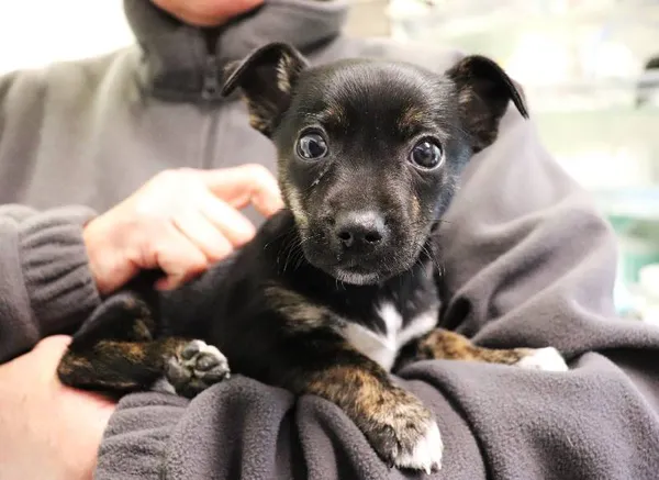 Znaleziono psa, Łódź, 22 maja 2025 (3/3)