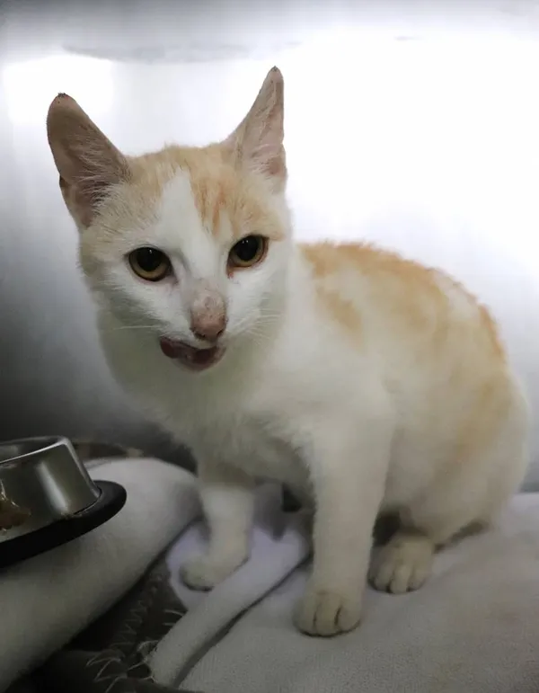 Znaleziono kota, Łódź, 22 maja 2025 (1/5)