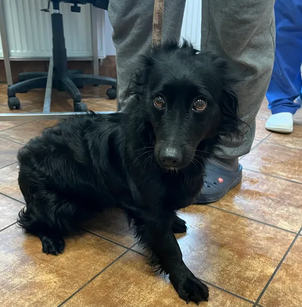 Znaleziono psa, Dobra, 17 maja 2025