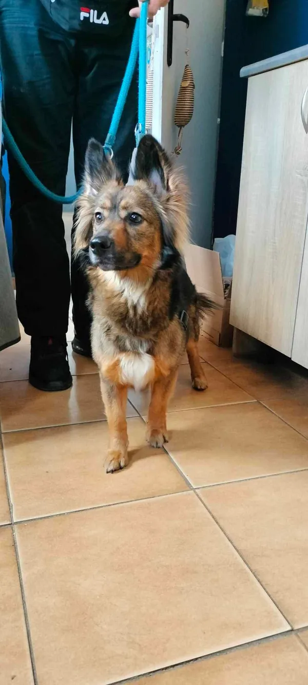 Znaleziono psa, Sosnowiec, 21 maja 2025