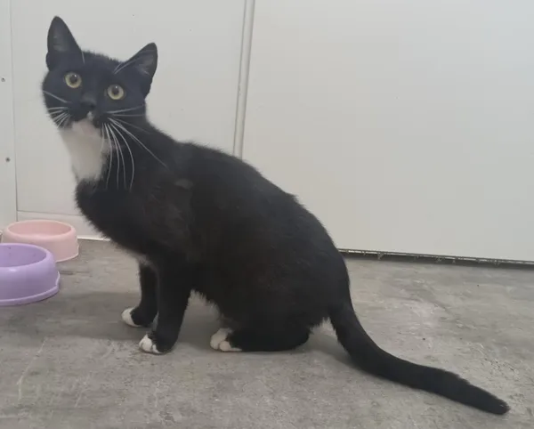 Znaleziono kota, Pieckowo, 21 maja 2025 (1/2)