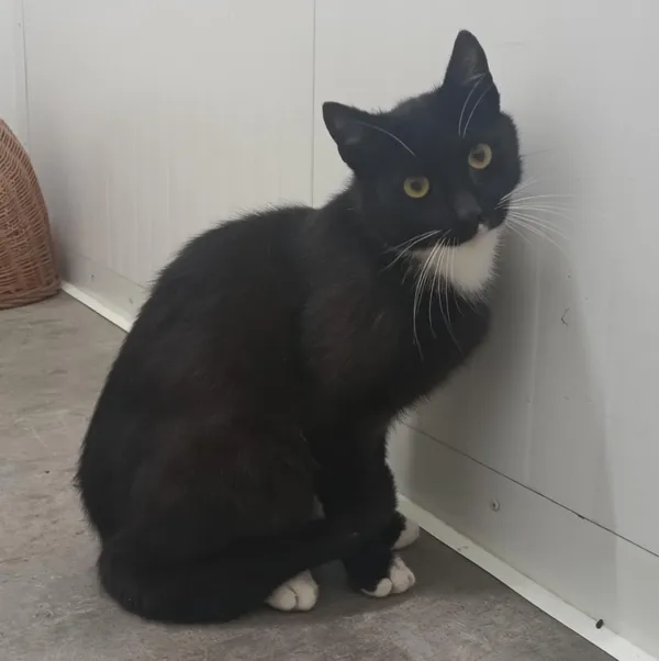 Znaleziono kota, Pieckowo, 21 maja 2025 (2/2)