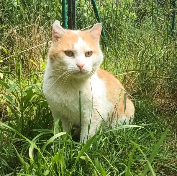 Znaleziono kota, Pieckowo, 21 maja 2025 (2/4)