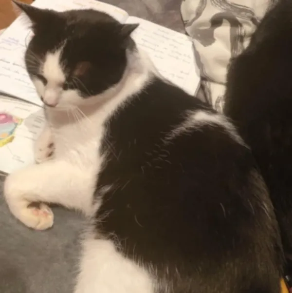 Zaginął kot, Łódź, 22 maja 2025