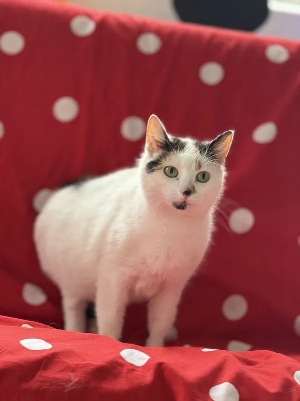 Kot do adopcji, Pieczyska, 22 maja 2025 (2/5)