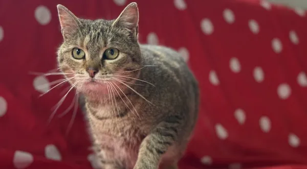 Kot do adopcji, Pieczyska, 22 maja 2025 (1/5)