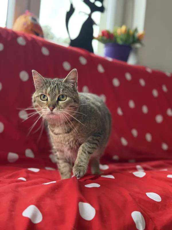 Kot do adopcji, Pieczyska, 22 maja 2025 (2/5)