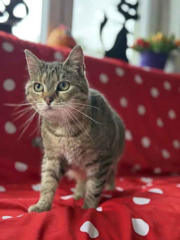 Kot do adopcji, Pieczyska, 22 maja 2025 (3/5)