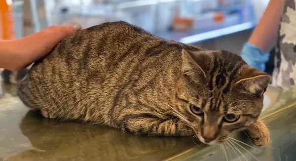 Znaleziono kota, Lublin, 21 maja 2025