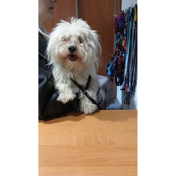 Znaleziono psa, Białystok, 22 maja 2025