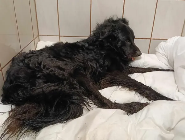 Znaleziono psa, Toruń, 21 maja 2025