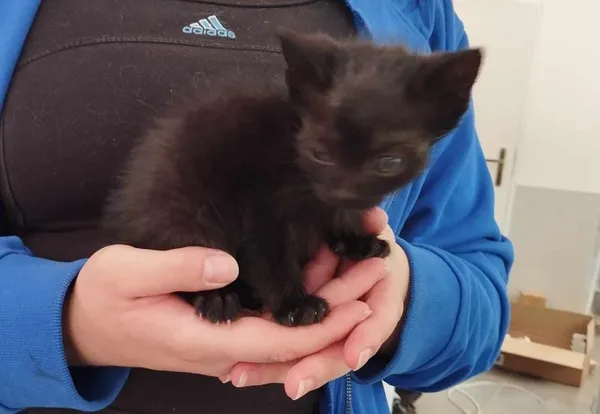 Znaleziono kota, Toruń, 20 maja 2025