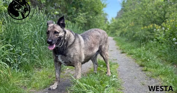 Pies do adopcji, Biała Podlaska, 5 sierpnia 2020 (1/5)