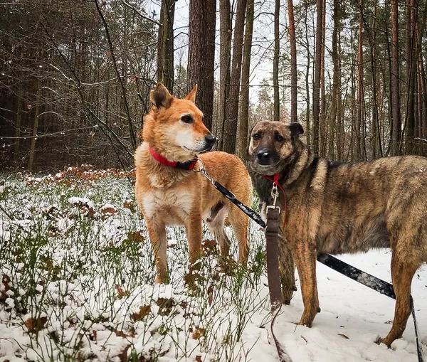 Pies do adopcji, Biała Podlaska, 5 sierpnia 2020 (2/5)