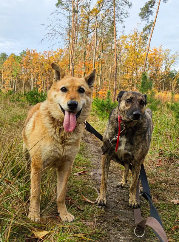 Pies do adopcji, Biała Podlaska, 5 sierpnia 2020 (3/5)